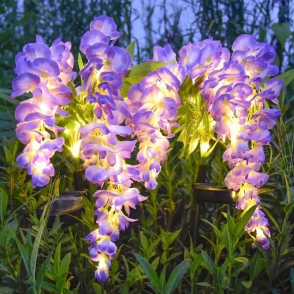 Plante glycine à fleurs solaire