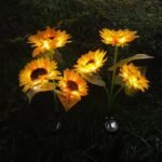 Tournesol solaire 1