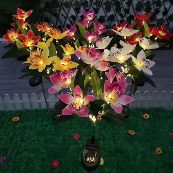 Orchidée solaire
