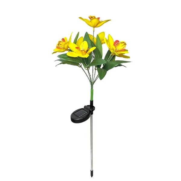 Orchidée solaire