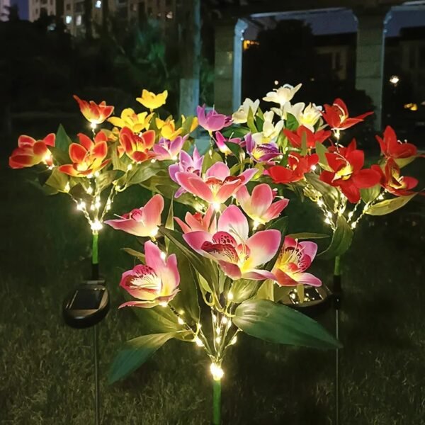 Orchidée solaire