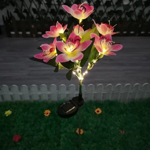 Orchidée solaire