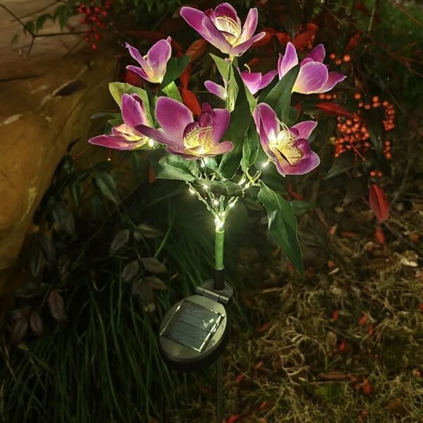 Orchidée solaire