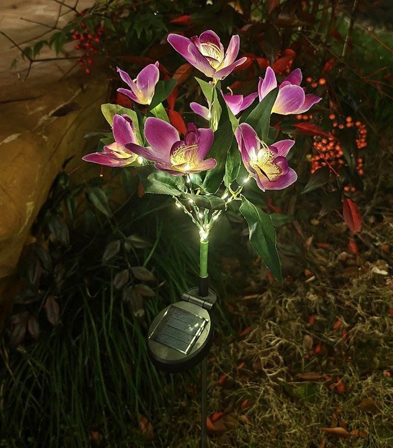 Orchidée solaire 9 Orchidée solaire