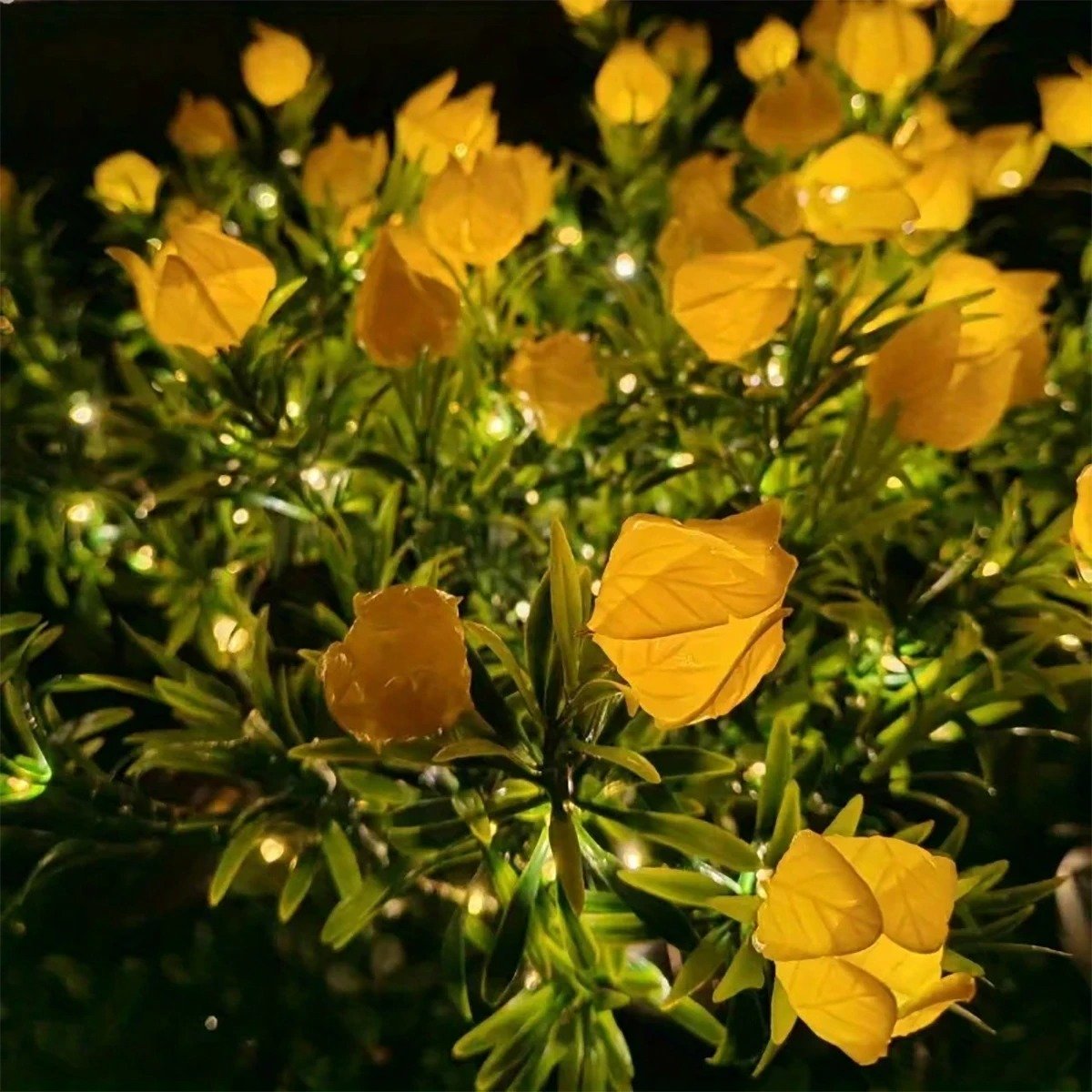 Plante à fleurs solaire gardénia 4 Plante à fleurs solaire gardénia